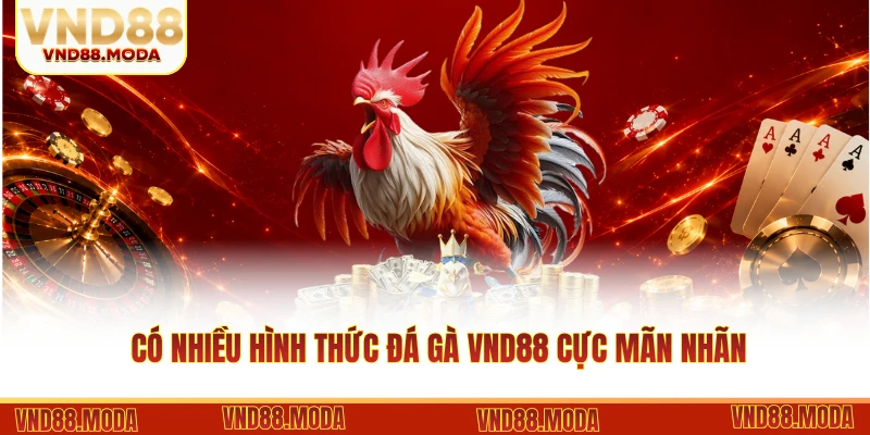 Có nhiều hình thức đá gà VND88 cực mãn nhãn