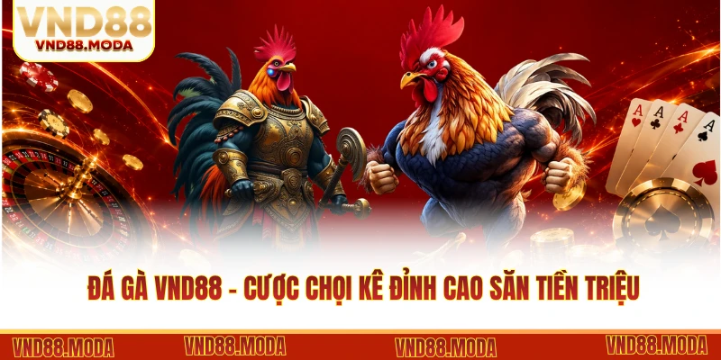 Đá Gà VND88 - Cược Chọi Kê Đỉnh Cao Săn Tiền Triệu